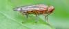Opomyza petrei